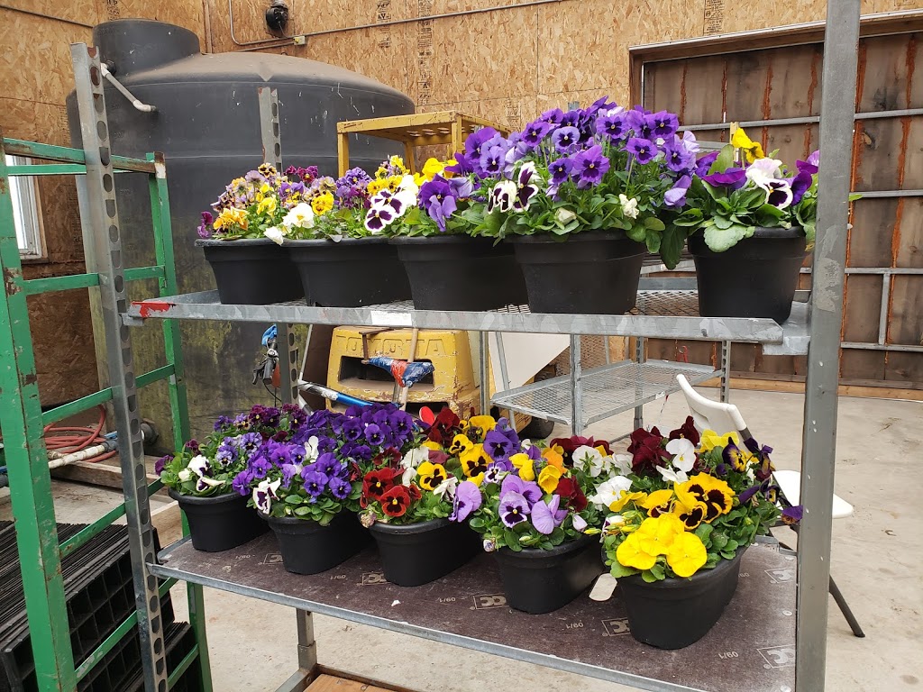 Wilsonville Greenhouses | 190 Norfolk County Rd 19 E, Waterford, ON N0E 1Y0, Canada | Phone: (519) 443-5553