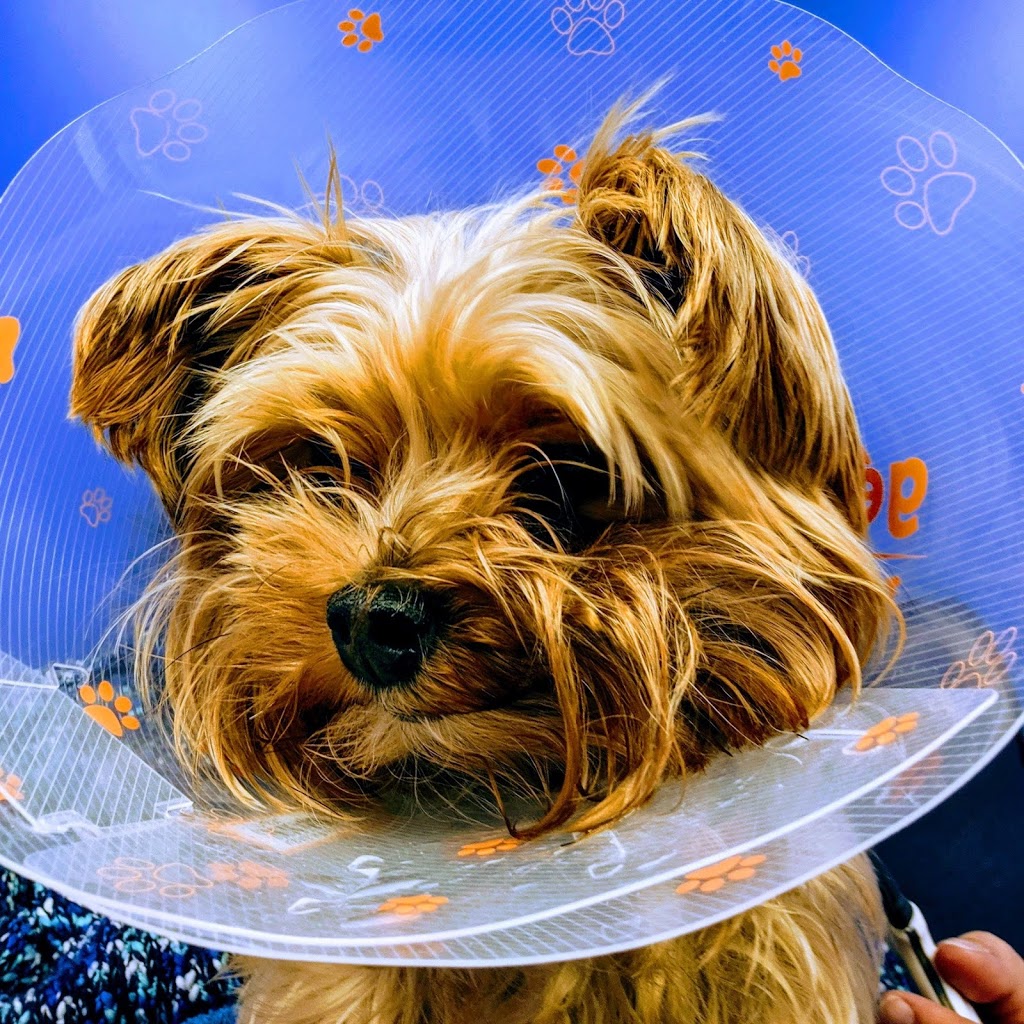Senior Paws Pet Services | 36 Brookshire Ct Unit 6, Bedford, NS B4A 4E2, Canada | Phone: (902) 431-4244