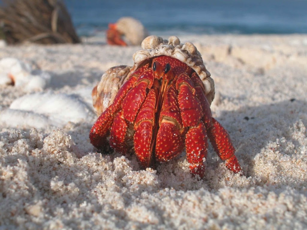 The Tortoise & The Hairless Pet Services | 34519 Lougheed Hwy #7, Mission, BC V2V 6N7, Canada | Phone: (604) 703-3248