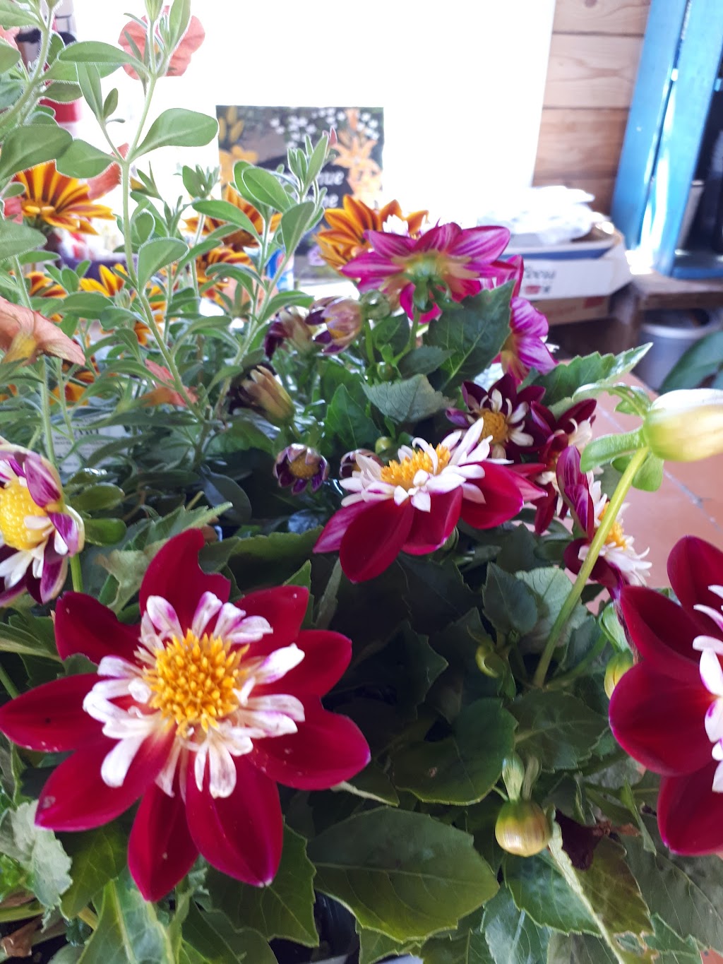 Ouest Ville Perennials | 1250 Argyle Sound Rd, West Pubnico, NS B0W 3S0, Canada | Phone: (902) 762-3198