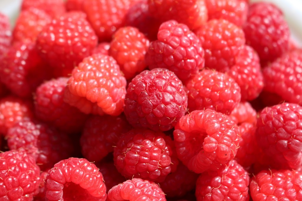 Fraisiere Bellevue | 410 Québec 271 N, Saint-Éphrem-de-Beauce, QC G0M 1R0, Canada | Phone: (418) 484-2634