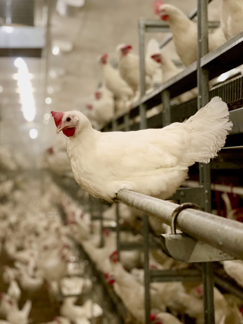 Siemens Farms | SW-27-5-1E, Rosenort, MB R0G 1W0, Canada | Phone: (204) 712-6763