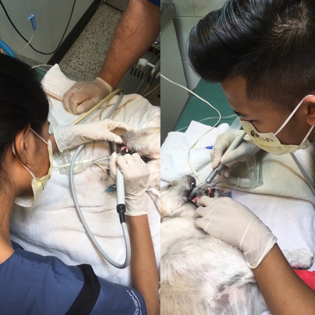 Banks Animal Hospital | 230 Coxwell Ave, Toronto, ON M4L 3B2, Canada | Phone: (416) 461-7575