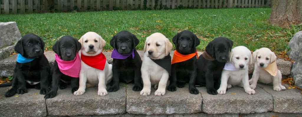 Campbell Veterinary Hospital | 158 Kennedy Rd S, Brampton, ON L6W 3G7, Canada | Phone: (905) 452-1818