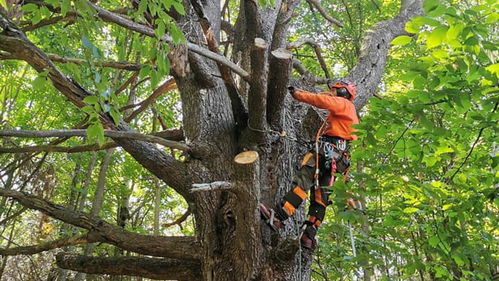 Brads Tree Service | 5413 County Rd 90, Utopia, ON L0M 1T0, Canada | Phone: (705) 607-2684