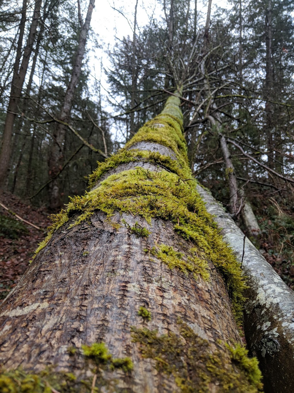 Joe Brown Park | 5381-5483 125a St, Surrey, BC V3X 1W6, Canada | Phone: (604) 501-5050