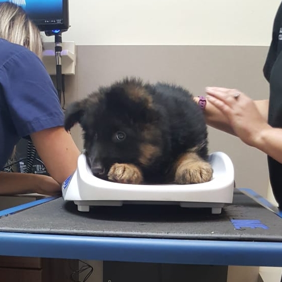 Ahornblatt German Shepherds | 13604 Guelph Line, Campbellville, ON L0P 1B0, Canada | Phone: (416) 272-7264