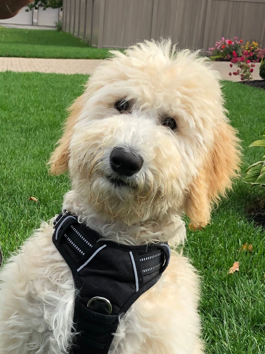 Findlay Creek Animal Hospital | 111 Shuttleworth Dr. Unit 6, Ottawa, ON K1T 0W7, Canada | Phone: (613) 822-9888