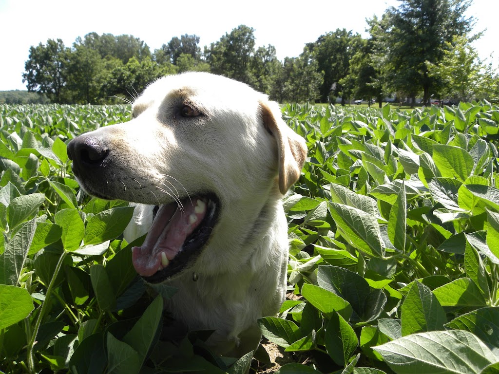 Blaindale Farms Ltd | 1289 Brant County Hwy 54, Caledonia, ON N3W 2G9, Canada | Phone: (905) 765-6583