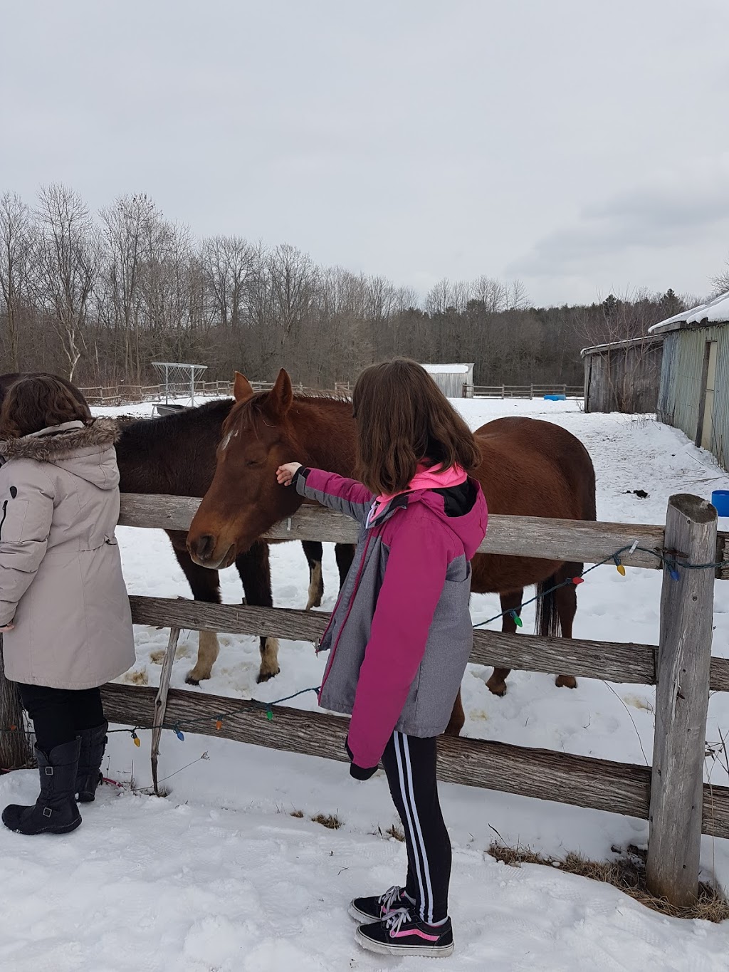 Happy Traills Farm | 228 Hall Settlement Rd, Plainfield, ON K0K 2V0, Canada | Phone: (613) 685-0247