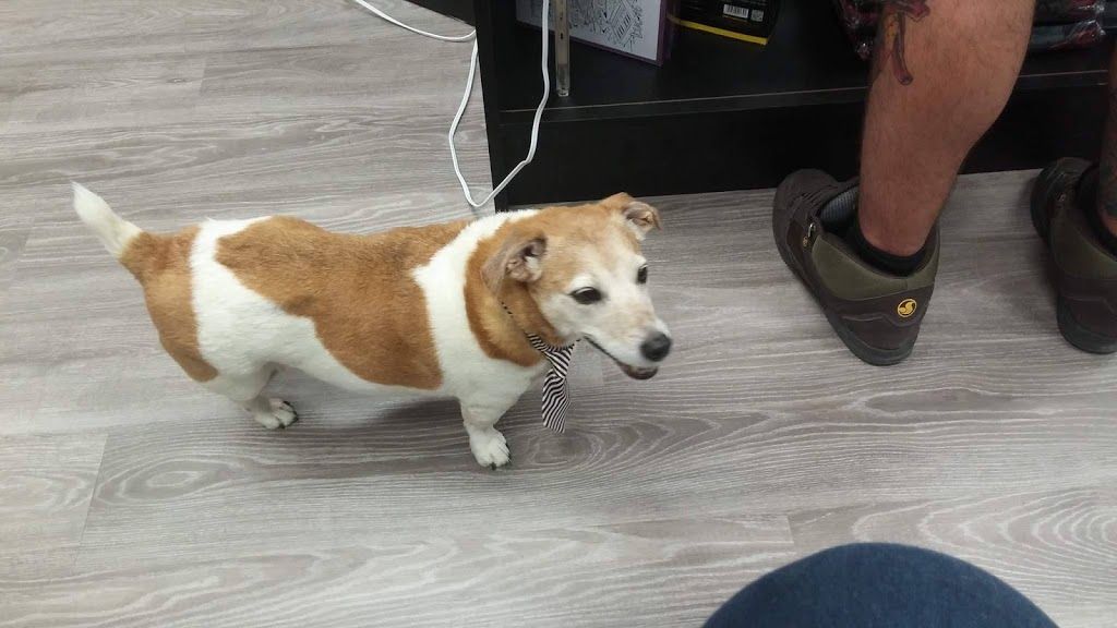 Belleway Veterinary Hospital | 6833 Highway 62 North, Belleville, ON K8N 4Z5, Canada | Phone: (613) 969-0537