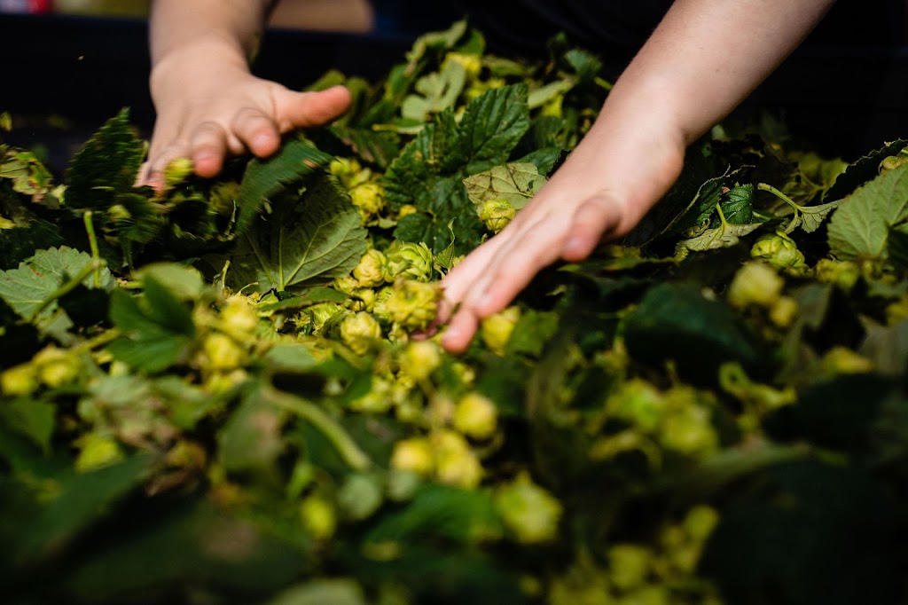 Stormy Acres Hops | 64247 418 Ave E #100, Rural Foothills, AB T0L 0A0, Canada | Phone: (403) 652-4040