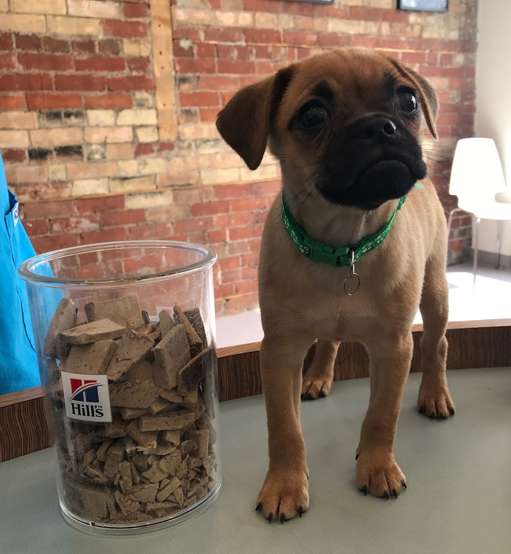 Main Street Veterinary Clinic | 170 Main St, Toronto, ON M4E 2W1, Canada | Phone: (647) 350-6246