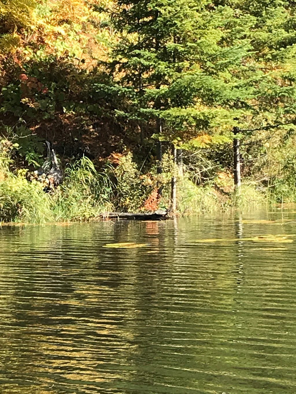 Hilly Acres Camp & Trailer Prk | 1049 S River Rd, Whitefish Falls, ON P0P 2H0, Canada | Phone: (705) 285-4226