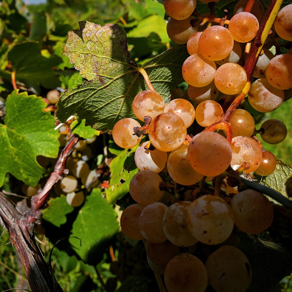 Niagara Landing Wine Cellars | 4434 Van Dusen Rd, Lockport, NY 14094, USA | Phone: (716) 433-8405