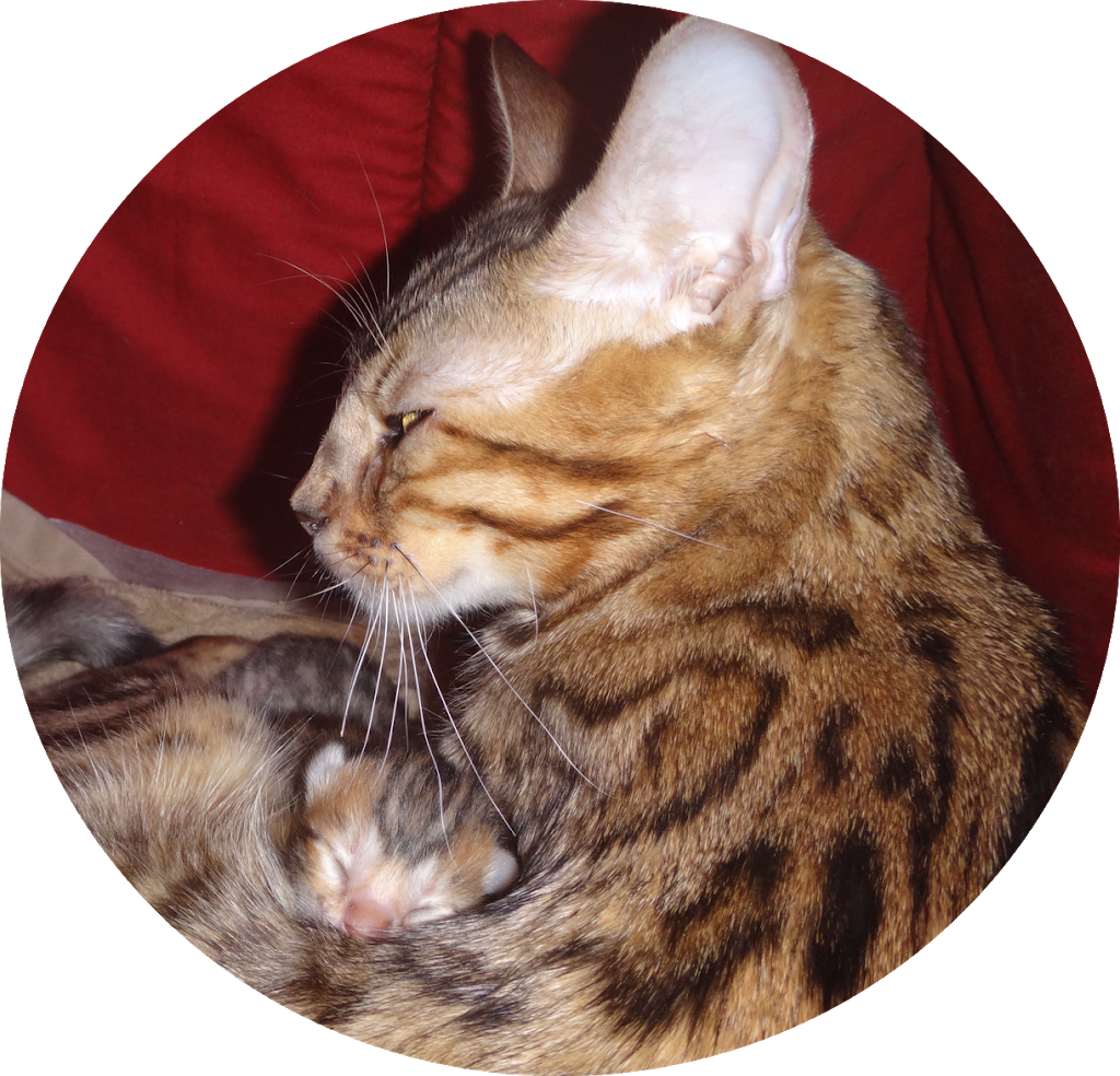 JungleBeauty Bengals | 53 Shaftsbury Dr, Kitchener, ON N2A 2W5, Canada | Phone: (226) 792-9898