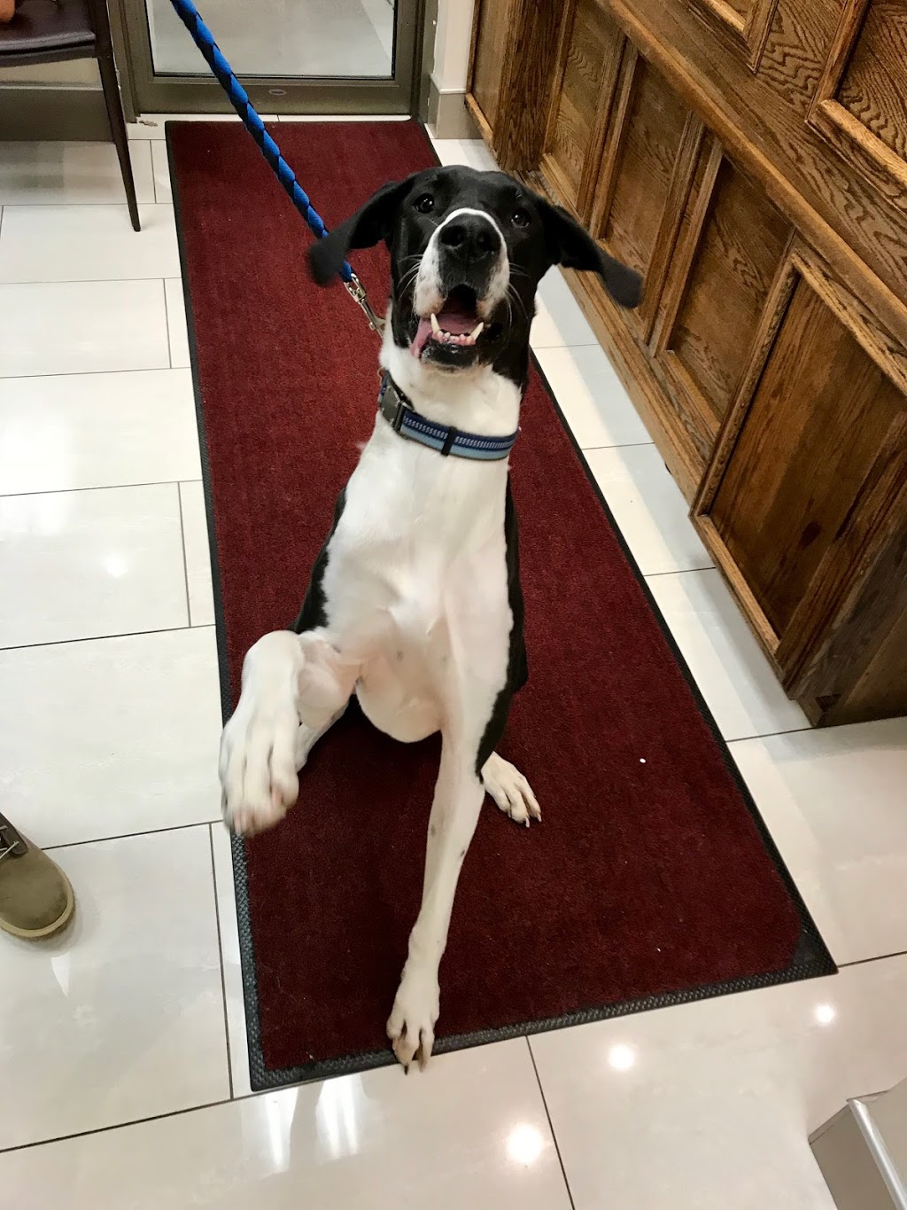 Eglinton Mavis Veterinary Hospital Mississauga | 5025 Heatherleigh Ave #5, Mississauga, ON L5V 2Y7, Canada | Phone: (905) 501-8387