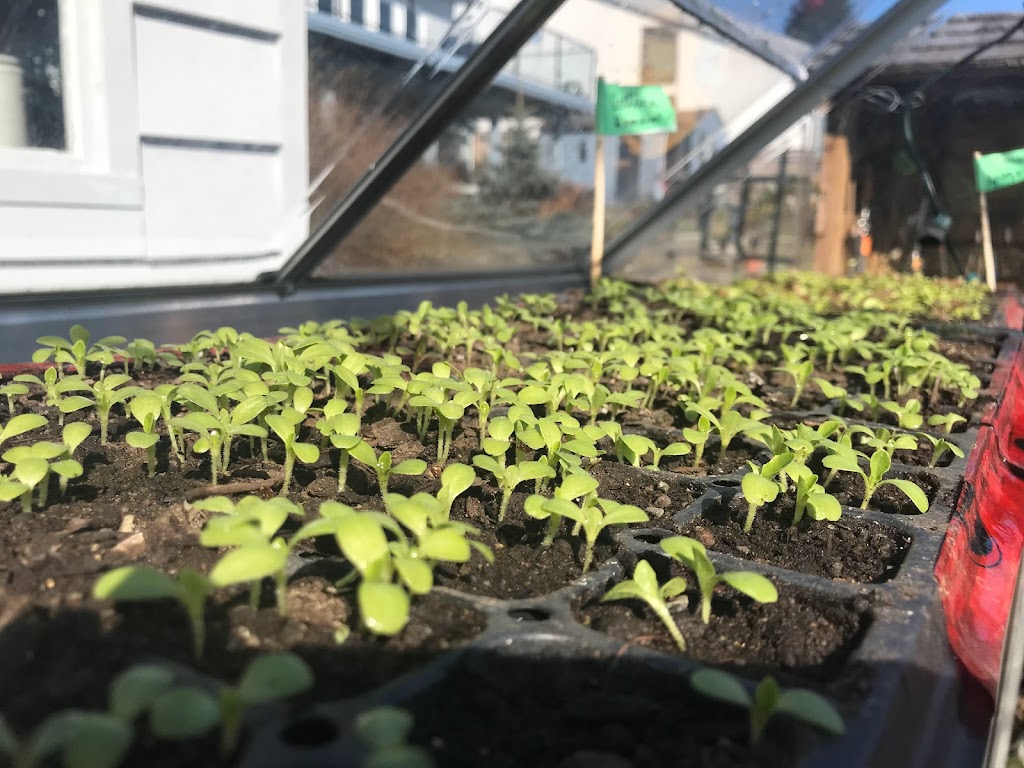 Bumbleseeds | 6811 W Coast Rd, Sooke, BC V9Z 0V2, Canada | Phone: (250) 253-5029