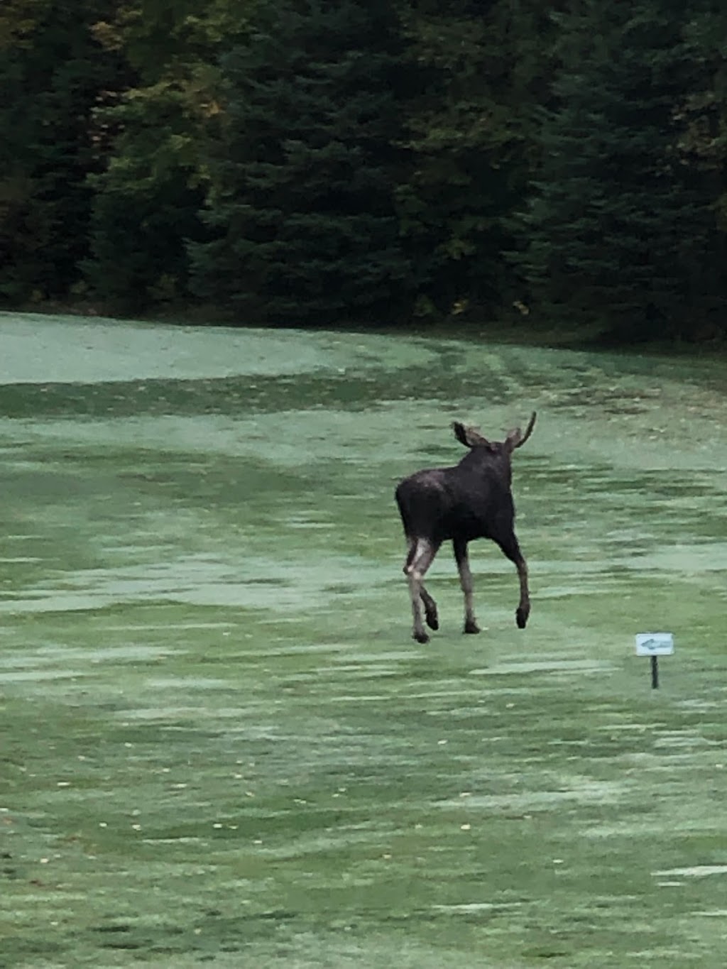 Woodview Golf Course | 65 Northeys Bay Rd, Woodview, ON K0L 3E0, Canada | Phone: (705) 654-5000