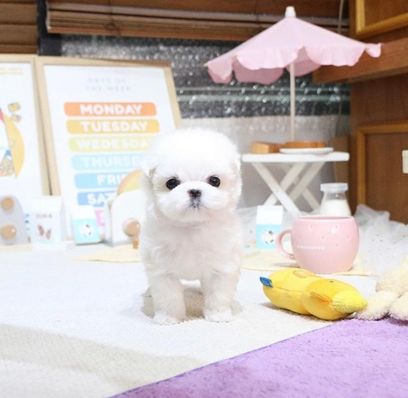 Maltese and poodle puppies for sale | 6780 Breanna Cardill St, Greely, ON K4P 0C1, Canada | Phone: (647) 547-2171