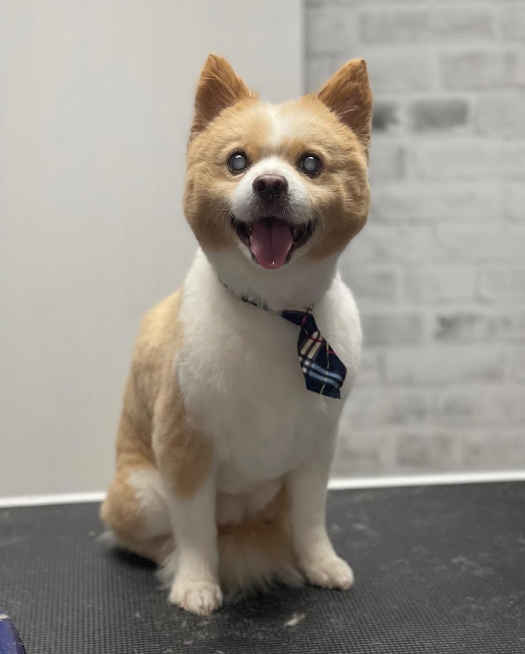 Dainty Dogs Spa Ltd. | 206 21252 Twp Rd 540, Ardrossan, AB T8G 2A1, Canada | Phone: (780) 243-7701