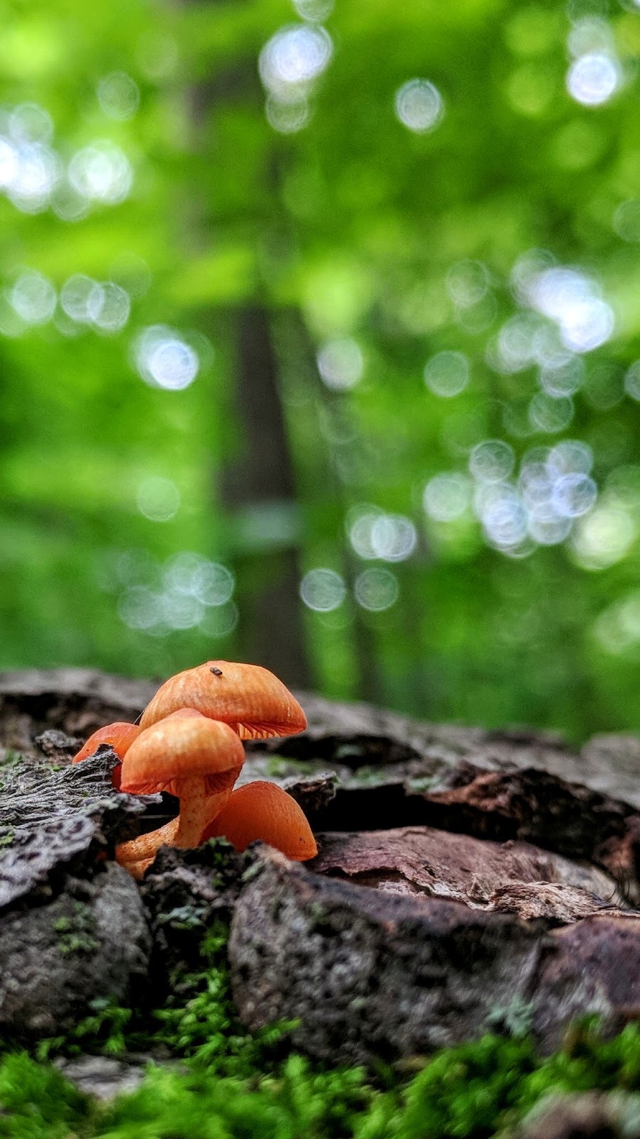 Nepean Woods | 370 Cresthaven Dr, Nepean, ON K2G 6Z6, Canada