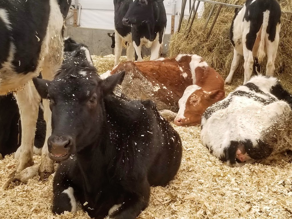 Ferme Féodal | 125 Rang des Fiefs, Saint-Raphaël, QC G0R 4C0, Canada | Phone: (418) 243-2012