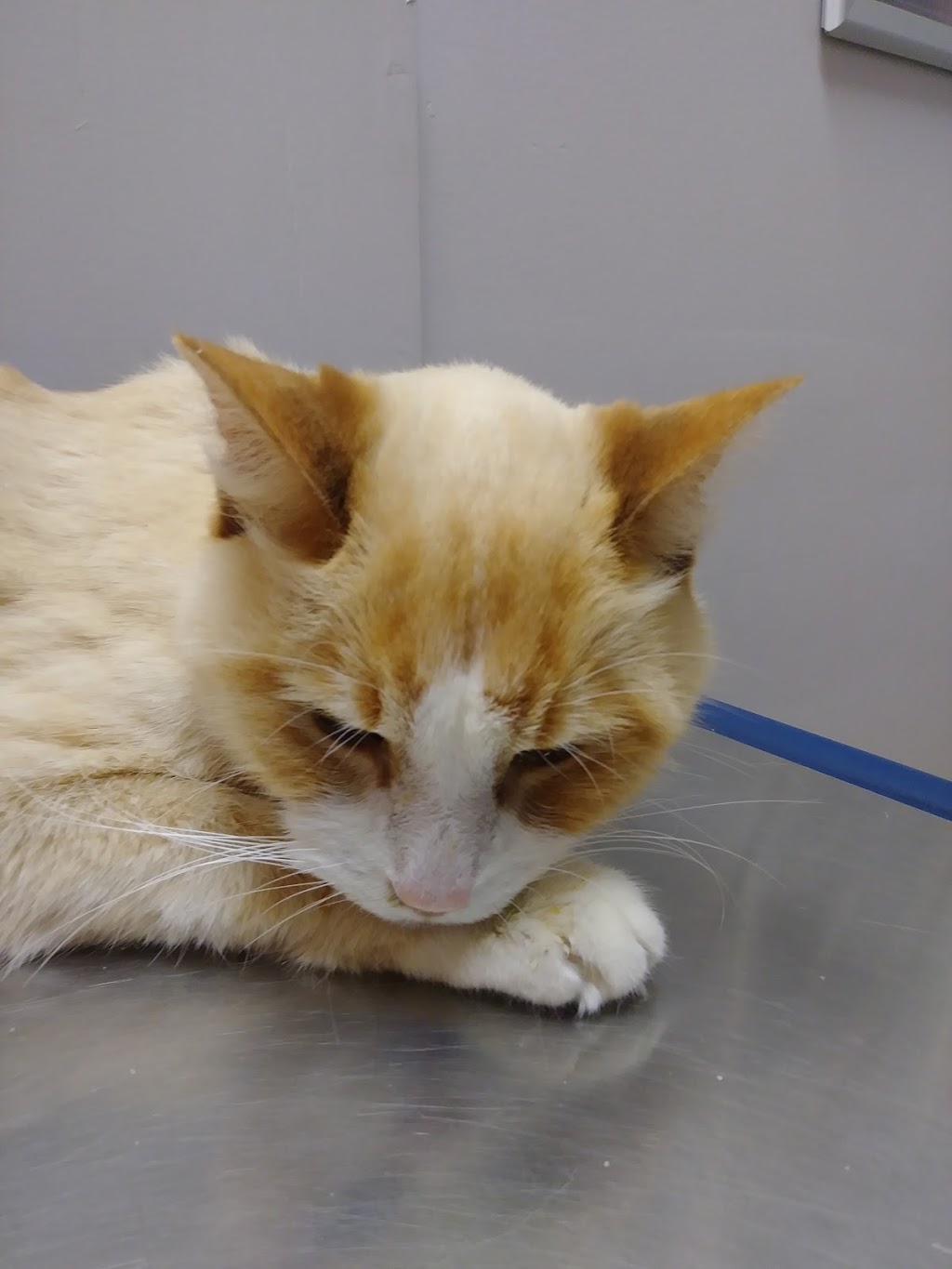 Highland Road pet Hospital | 200 Highland Rd W, Kitchener, ON N2M 3C2, Canada | Phone: (519) 513-1064