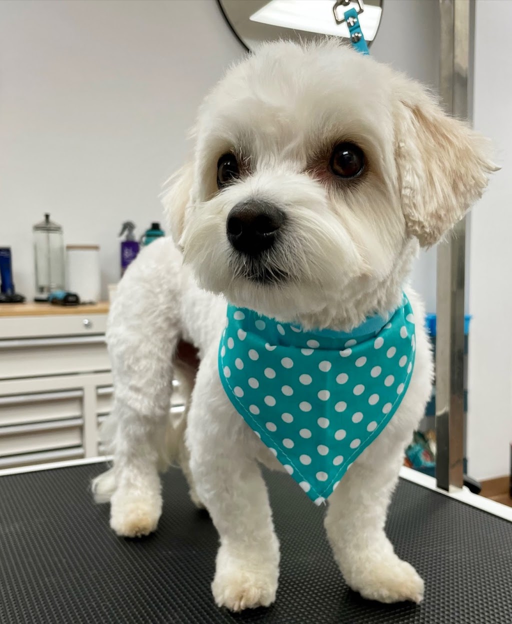 Bark N Bath Grooming | 728 Anderson St, Whitby, ON L1N 3V6, Canada | Phone: (905) 665-5550