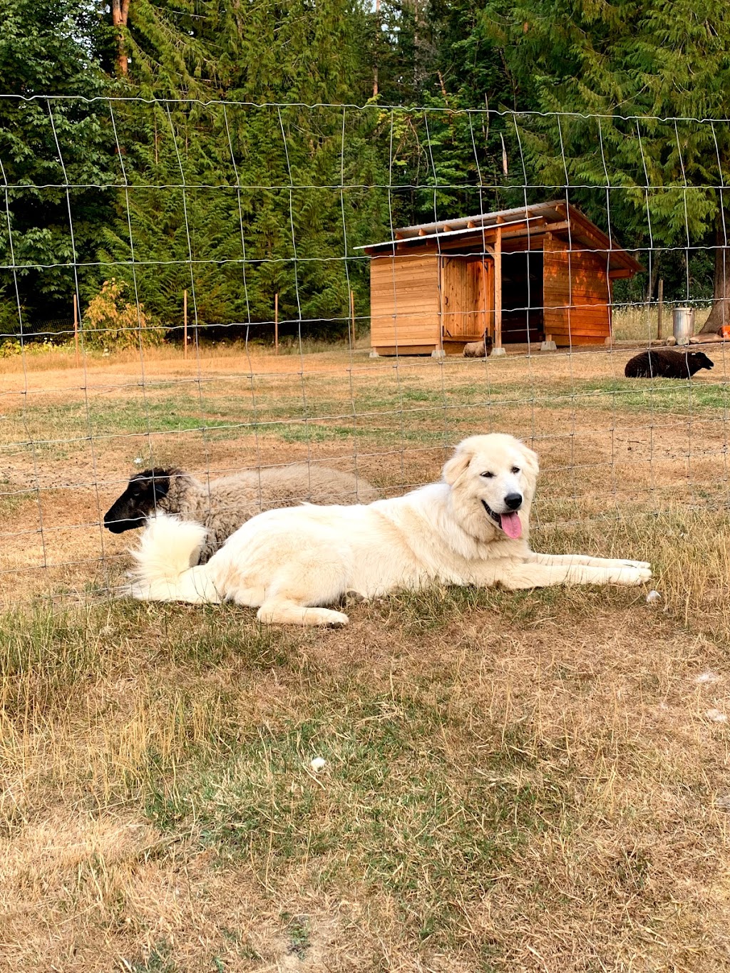 Barnjum Acres | 4255 Barnjum Rd, Sahtlam, BC V9L 6G5, Canada | Phone: (604) 308-4378