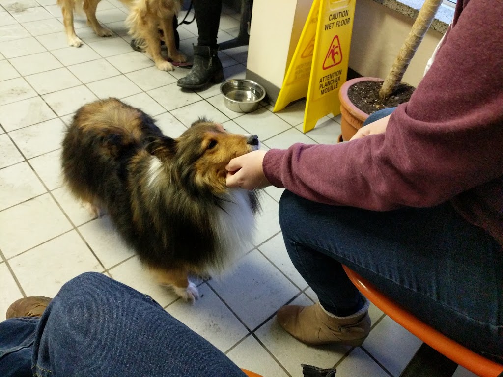 Glebe Pet Hospital | 595 Bank St, Ottawa, ON K1S 3T4, Canada | Phone: (613) 233-8326