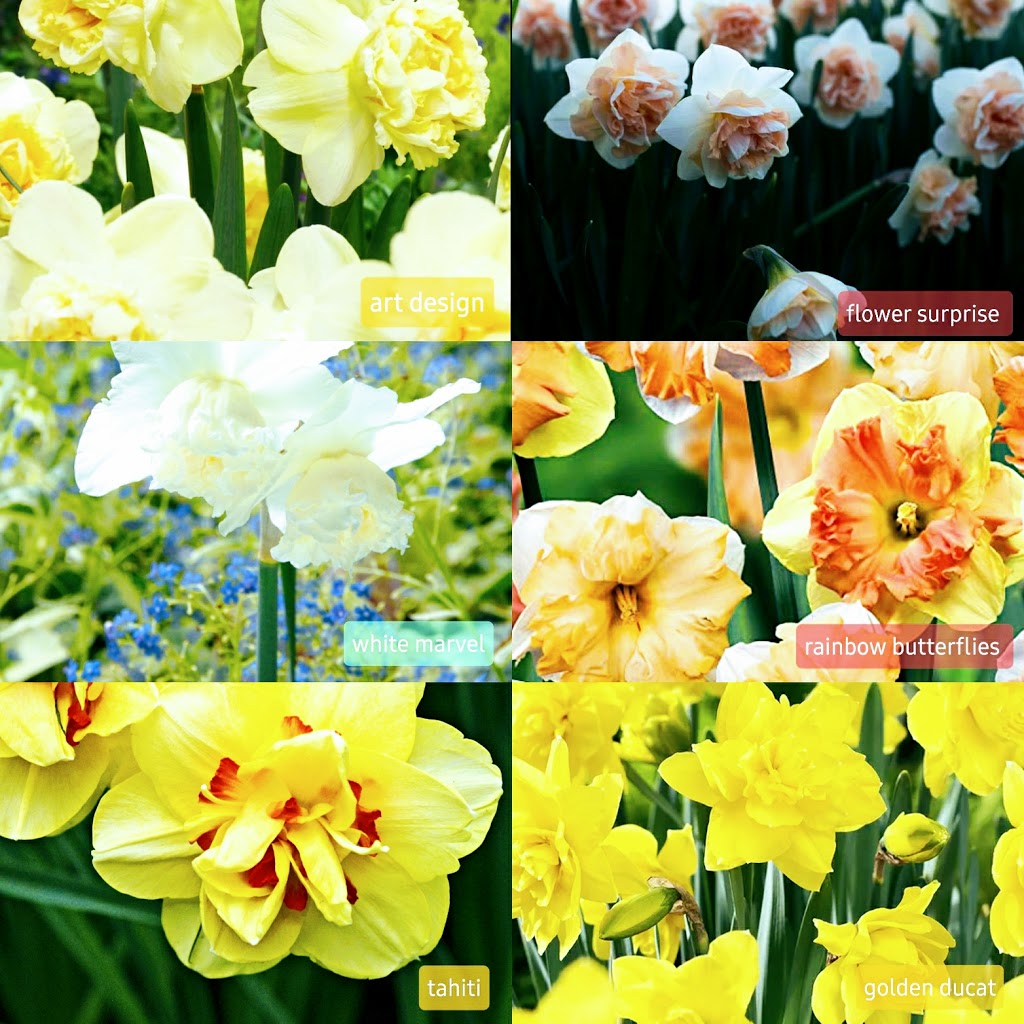 Local Dirt Bouquets | 61507 RR25, Westlock County, AB T0G 1R0, Canada | Phone: (780) 674-1527
