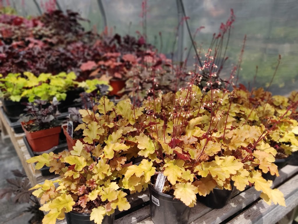 Kiwi Gardens | 687 Harper Rd, Perth, ON K7H 3C9, Canada | Phone: (613) 267-7384