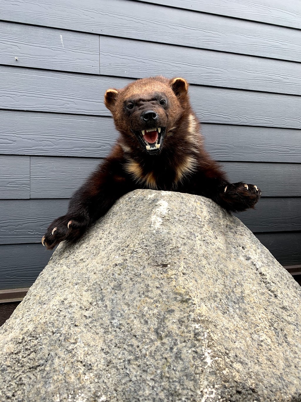 Bear Paw Taxidermy Studios | 11324 Larsen St, Mission, BC V4S 1L1, Canada | Phone: (604) 220-4277