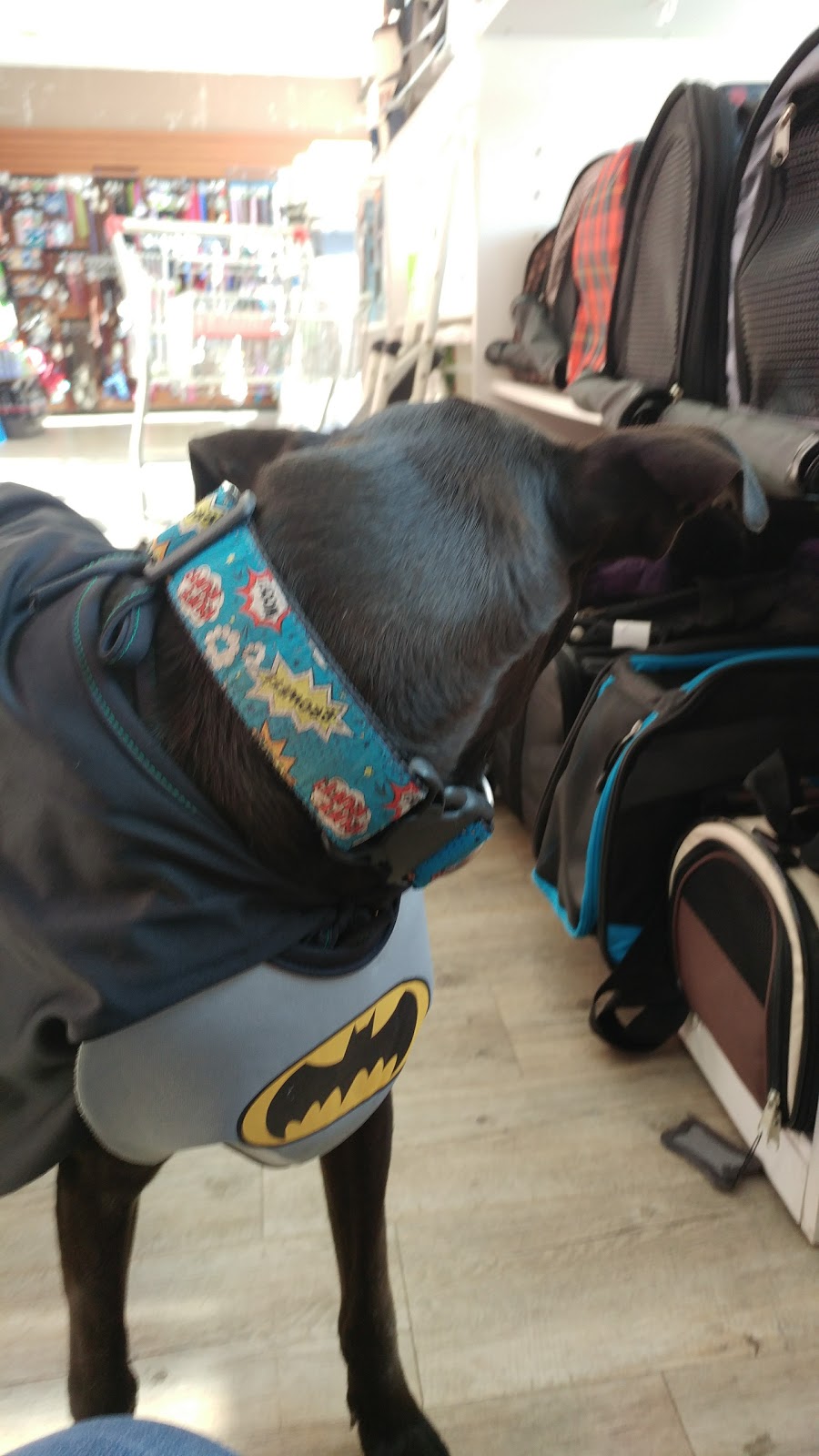Bosleys by Pet Valu | 22745 Dewdney Trunk Rd, Maple Ridge, BC V2X 3K4, Canada | Phone: (604) 463-3855