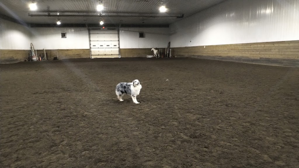 Blazing Hearts Ranch | 338060, Range Rd 284, High River, AB T1V 1N1, Canada | Phone: (403) 601-6723