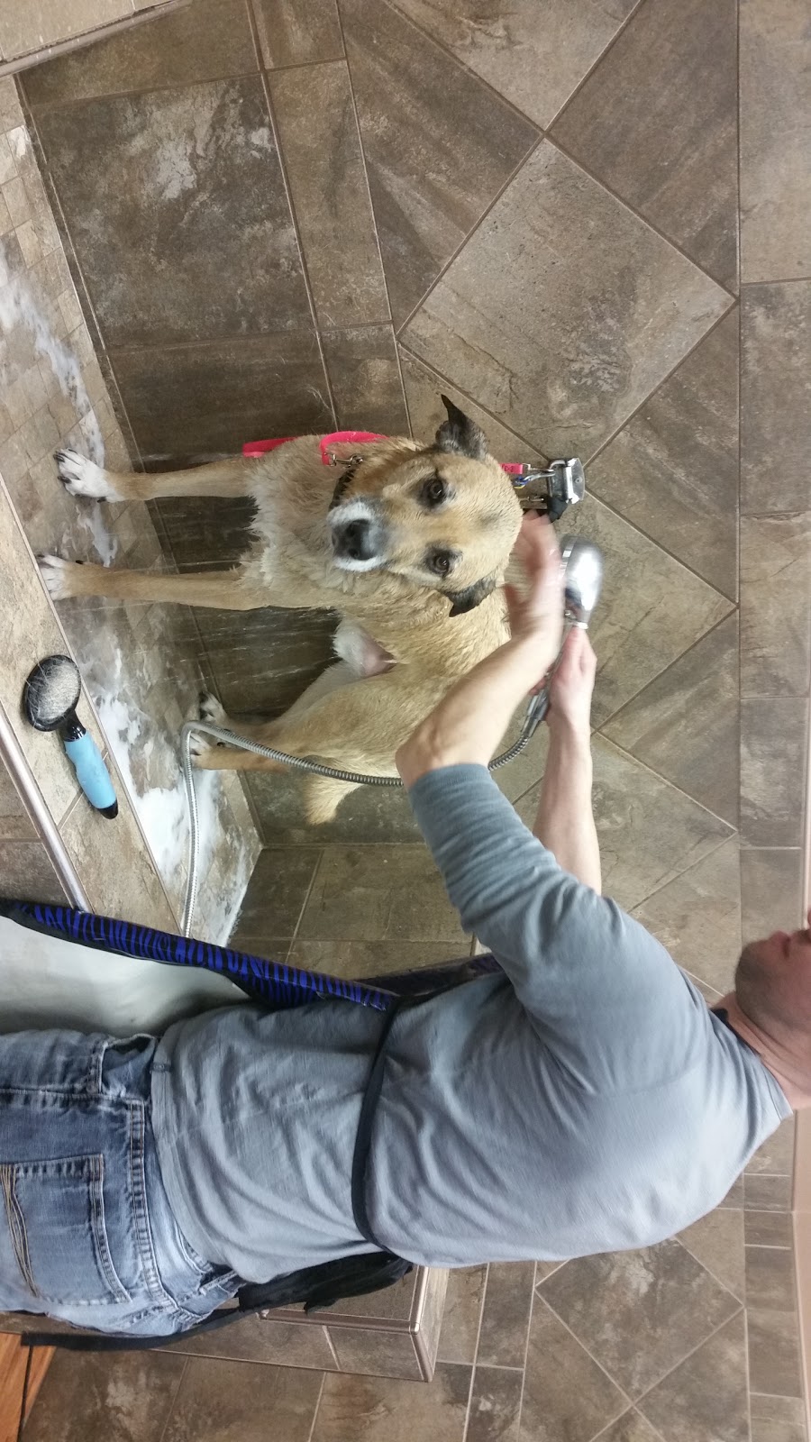 Pet Valu | 12756 167 Avenue, Edmonton, AB T6V 1J6, Canada | Phone: (780) 476-2314