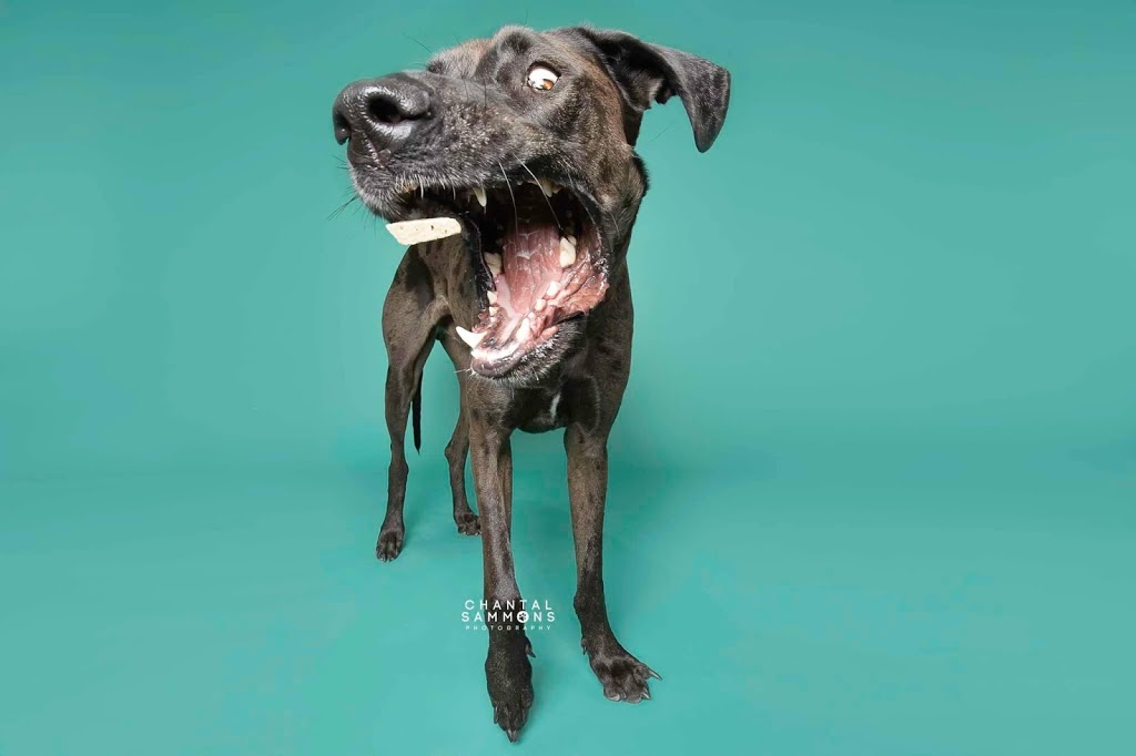 Chantal Sammons Pet Photography | 14 Westfield Dr, Whitby, ON L1P 0E7, Canada | Phone: (647) 269-1818