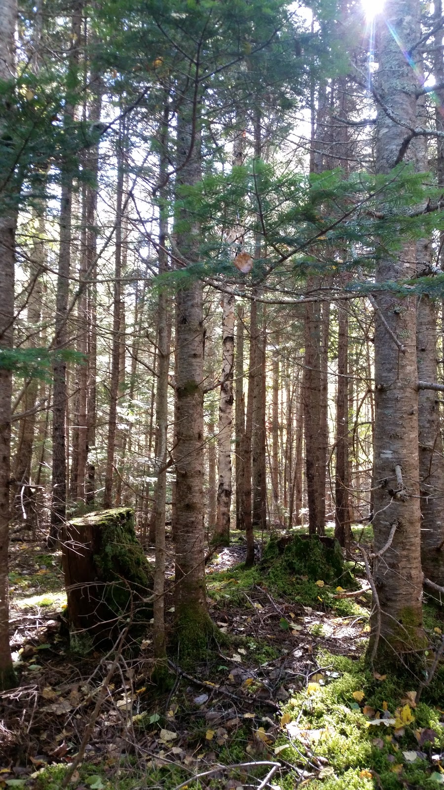 MacPhail Woods Forestry Project | 269 MacPhail Park Rd, Vernon Bridge, PE C0A 2E0, Canada | Phone: (902) 651-2575