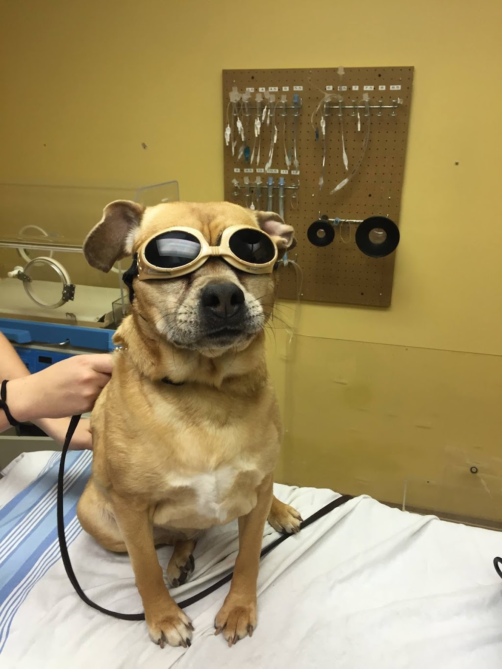 Sears Animal Hospital & Pet Rehabilitation | 87 Wharncliffe Rd S, London, ON N6J 2K2, Canada | Phone: (519) 661-0496