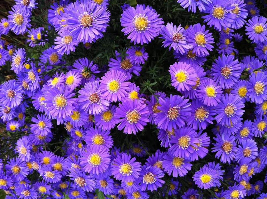 Itsy Bitsy Blossoms Family Care | Madison Dr, Bedford, NS B4A 1S8, Canada | Phone: (902) 835-4555