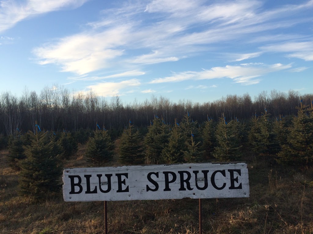 Lairds Tree Farm | 2618 Manotick Station Rd, Osgoode, ON K0A 2W0, Canada | Phone: (613) 821-2195