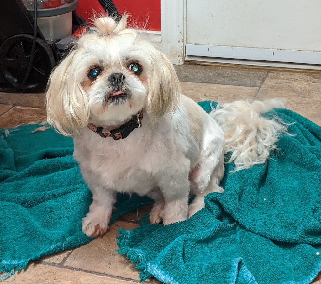 Shaggy Doos | 29 Laurie Crescent, Barrie, ON L4M 6C7, Canada | Phone: (705) 220-3667