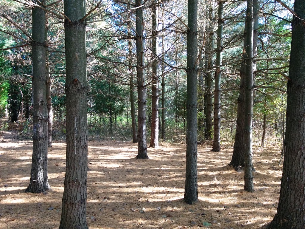 Macaulay Mountain Conservation Area | Clarke Rd, Prince Edward, ON K0K, Canada | Phone: (613) 354-3312