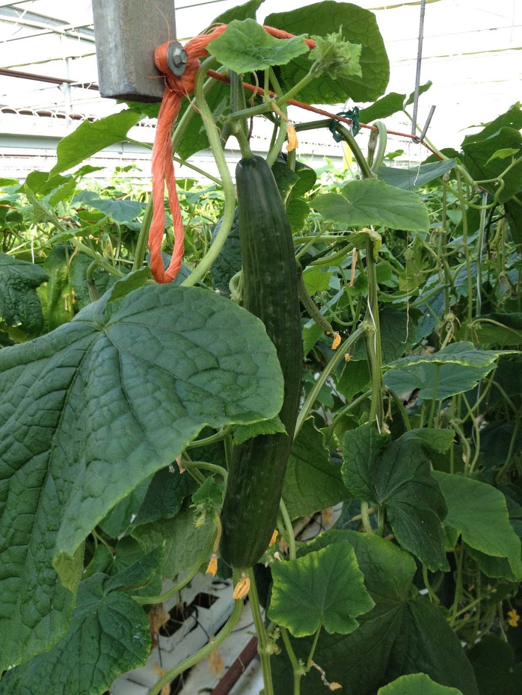 Link Greenhouses | 3990 Bragg Rd, Bowmanville, ON L1C 2K8, Canada | Phone: (905) 983-9003