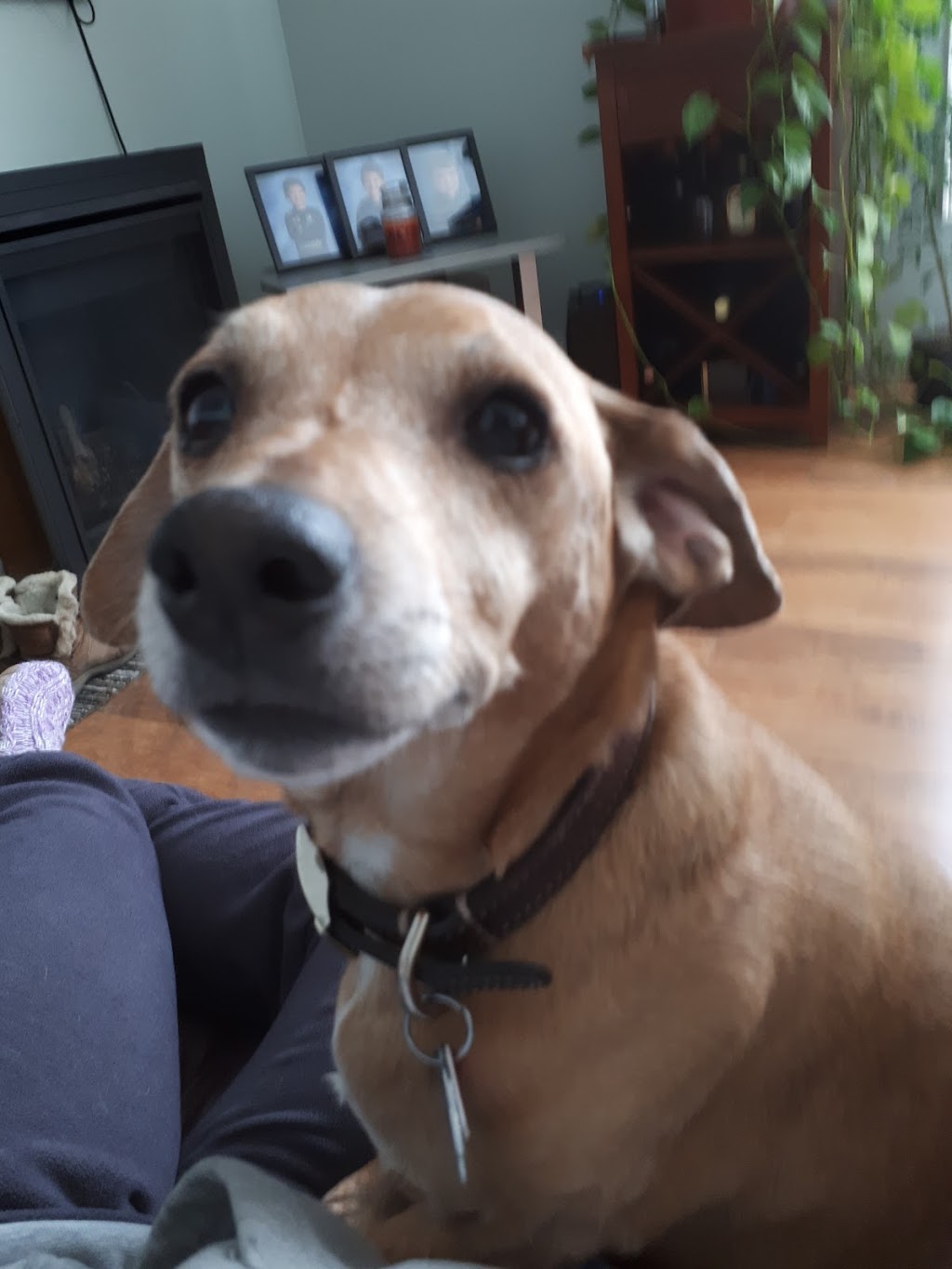 Burgess Animal Hospital | 30 Glamis Rd, Cambridge, ON N1R 7H5, Canada | Phone: (519) 622-4114