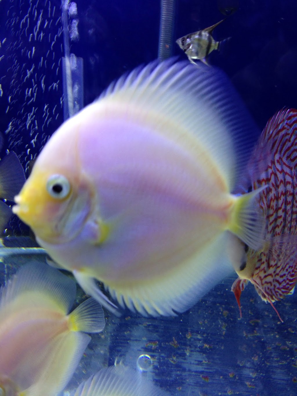 Discus fish wholesale in bc | 11842 80 Ave, Delta, BC V4C 1Y2, Canada | Phone: (604) 862-1102