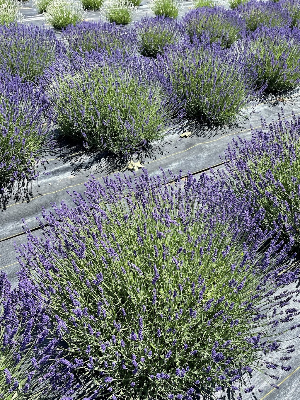 Lavender Works Company | 44702 Newry Rd, Brussels, ON N0G 1H0, Canada | Phone: (519) 291-7613