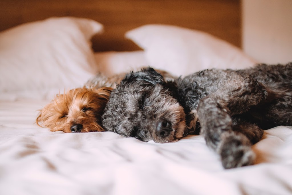 Parissa Pet Grooming | 3100 Route Harwood #18, Vaudreuil-Dorion, QC J7V 8P2, Canada | Phone: (438) 490-6837