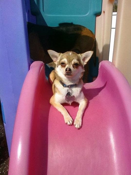 Holiday Pet Care | 8234 Yonge St, Thornhill, ON L4J 1W6, Canada | Phone: (416) 561-7387